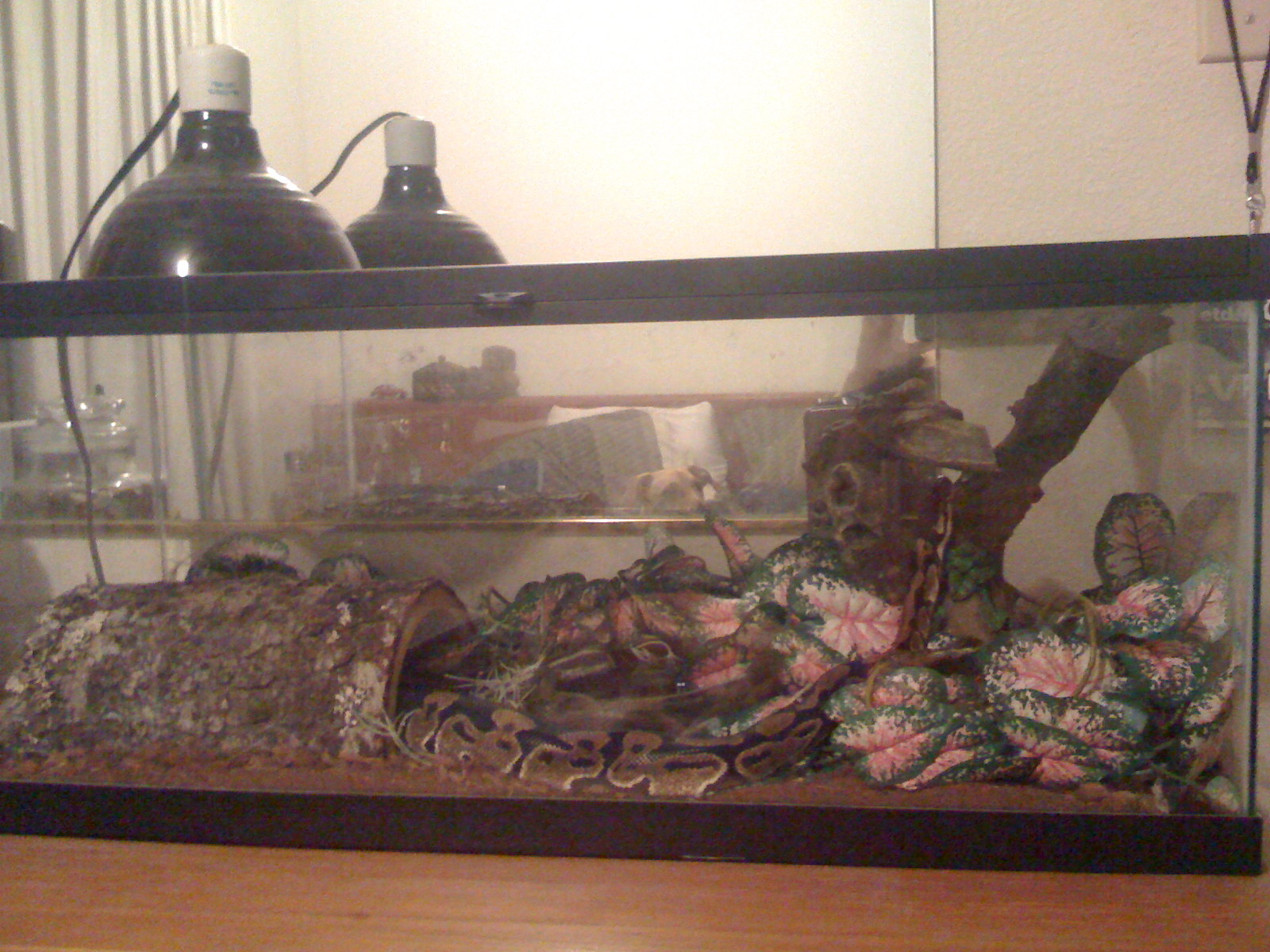 His Setup