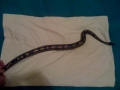 Kaa Failing To Sit Still For His Picture