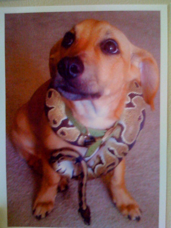 Penny The Puppy Dislikes Snakes
