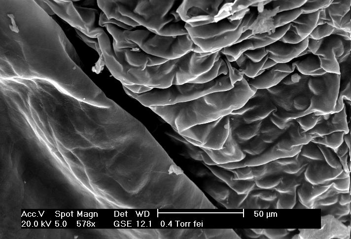 Bp Eye Cap Under Electron Microscope