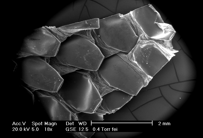 Bp Scales Under Electron Microscope