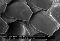 Bp Scales Under Electron Microscope
