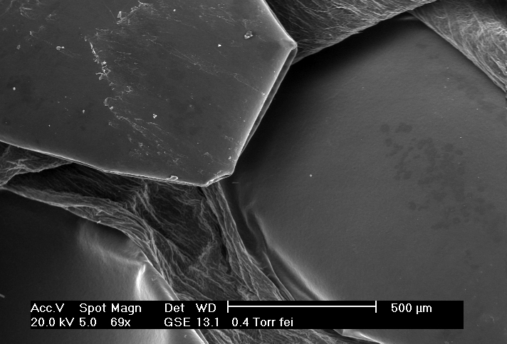 Bp Scales Under Electron Microscope
