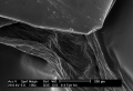Bp Scales Under Electron Microscope