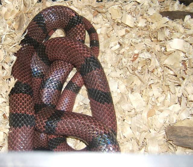 George In Shed