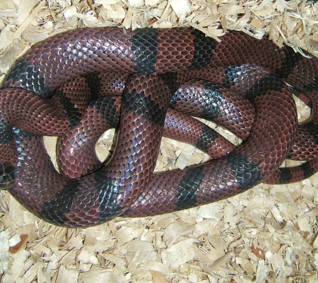 George In Shed