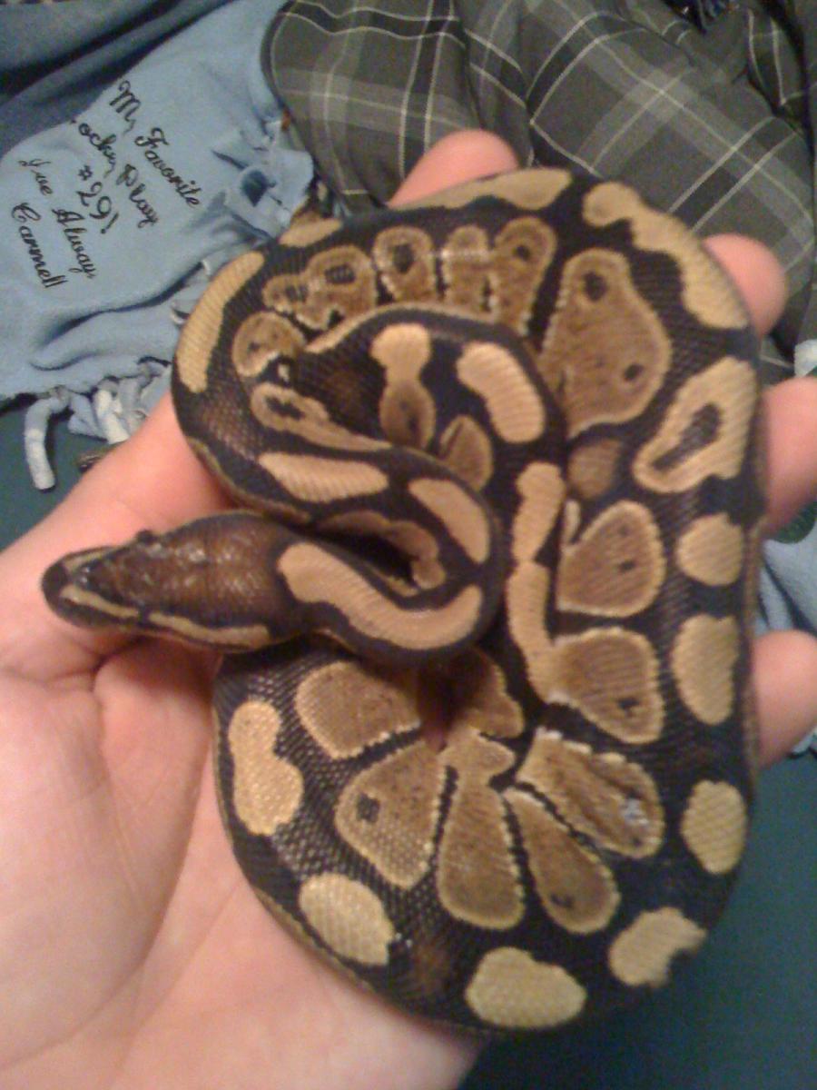 Stella