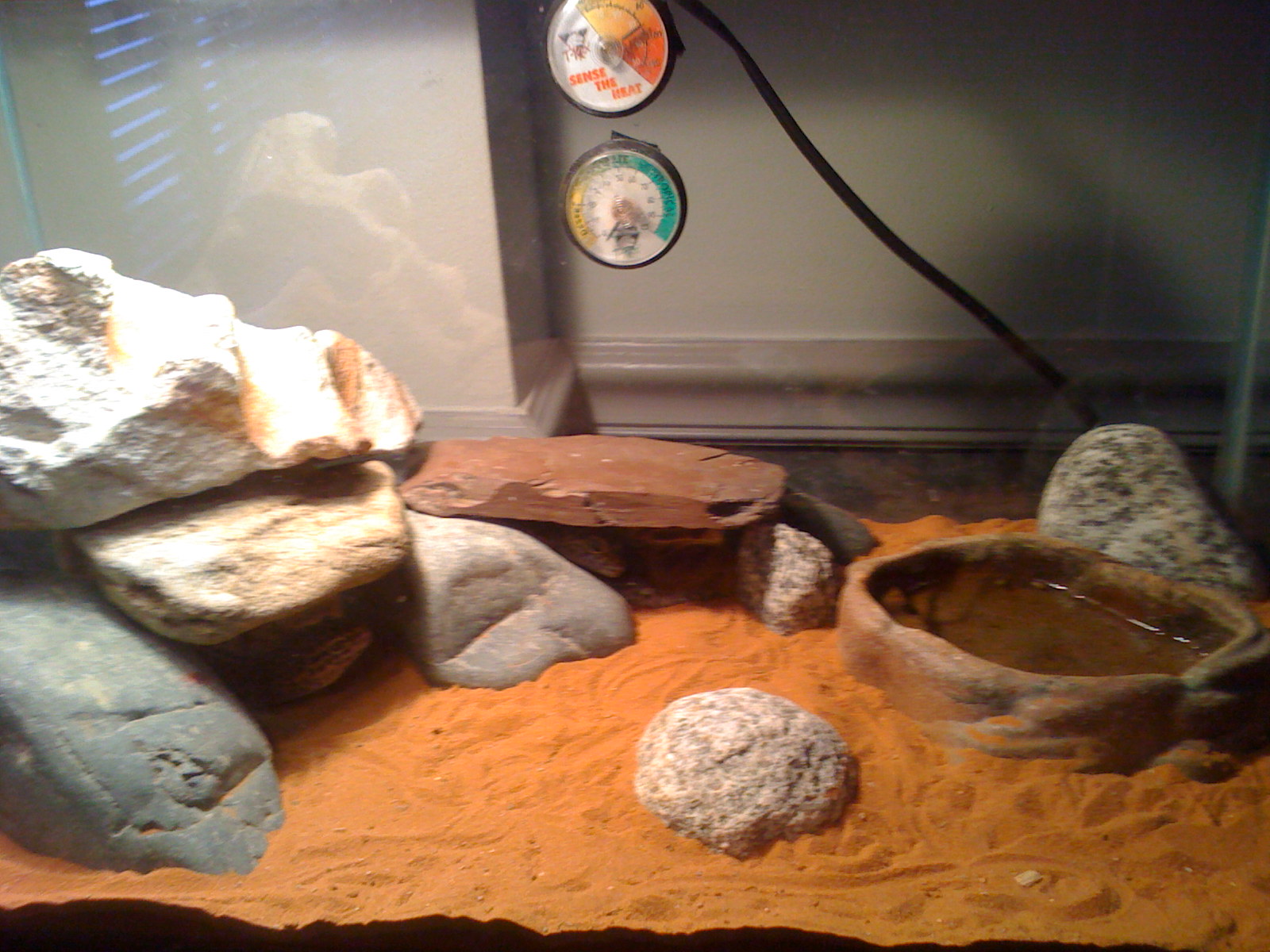 My Leopard Geckos