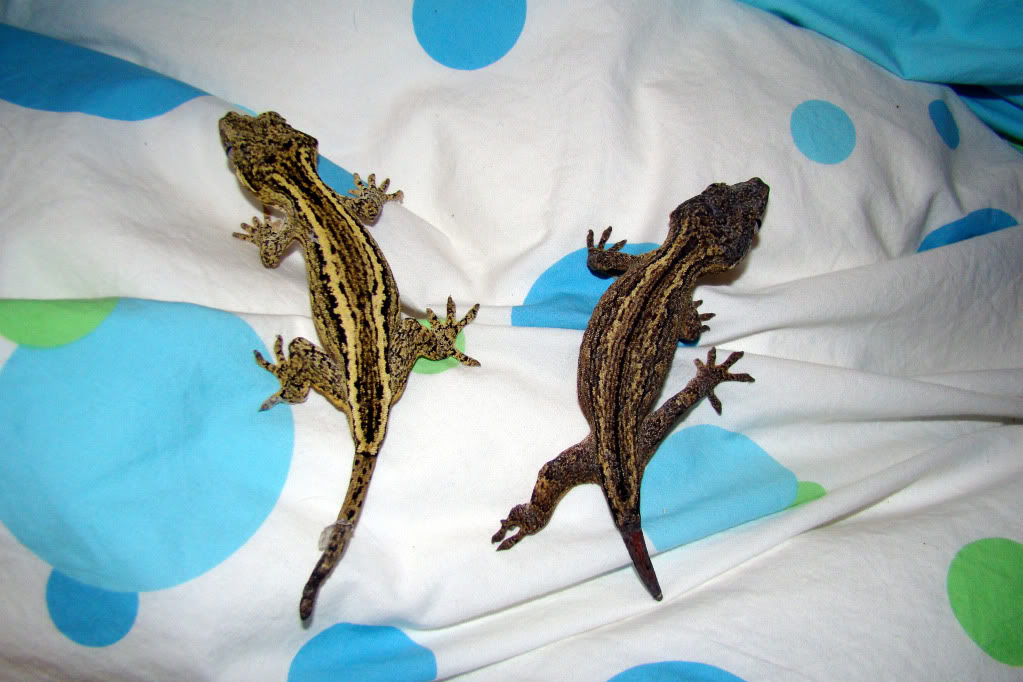geckos