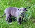 Gandhi As A Puppy