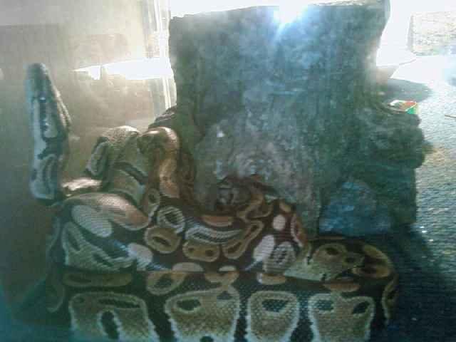 Ball Pythons