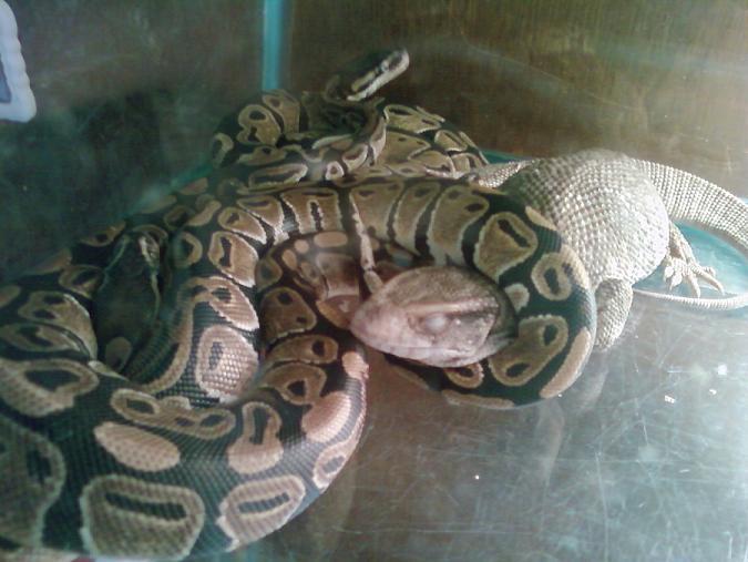 Cyrus And The Ball Pythons