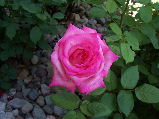 lite-pink-rose