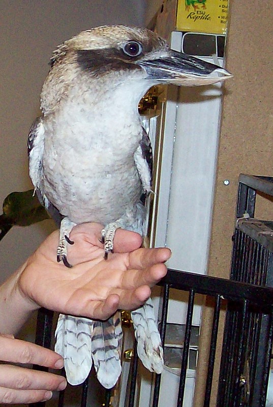 nerd-kookaburra-2