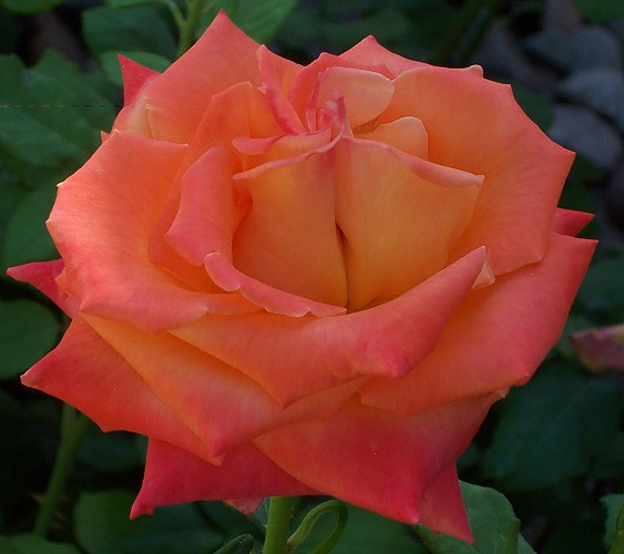 orange-rose-2