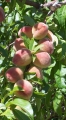 peaches-2