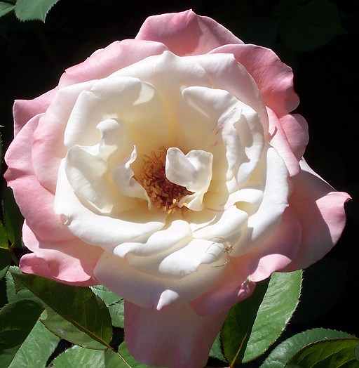pink-white-rose