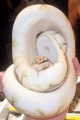queen-tongue