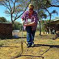 z01-10-playing with puff adder