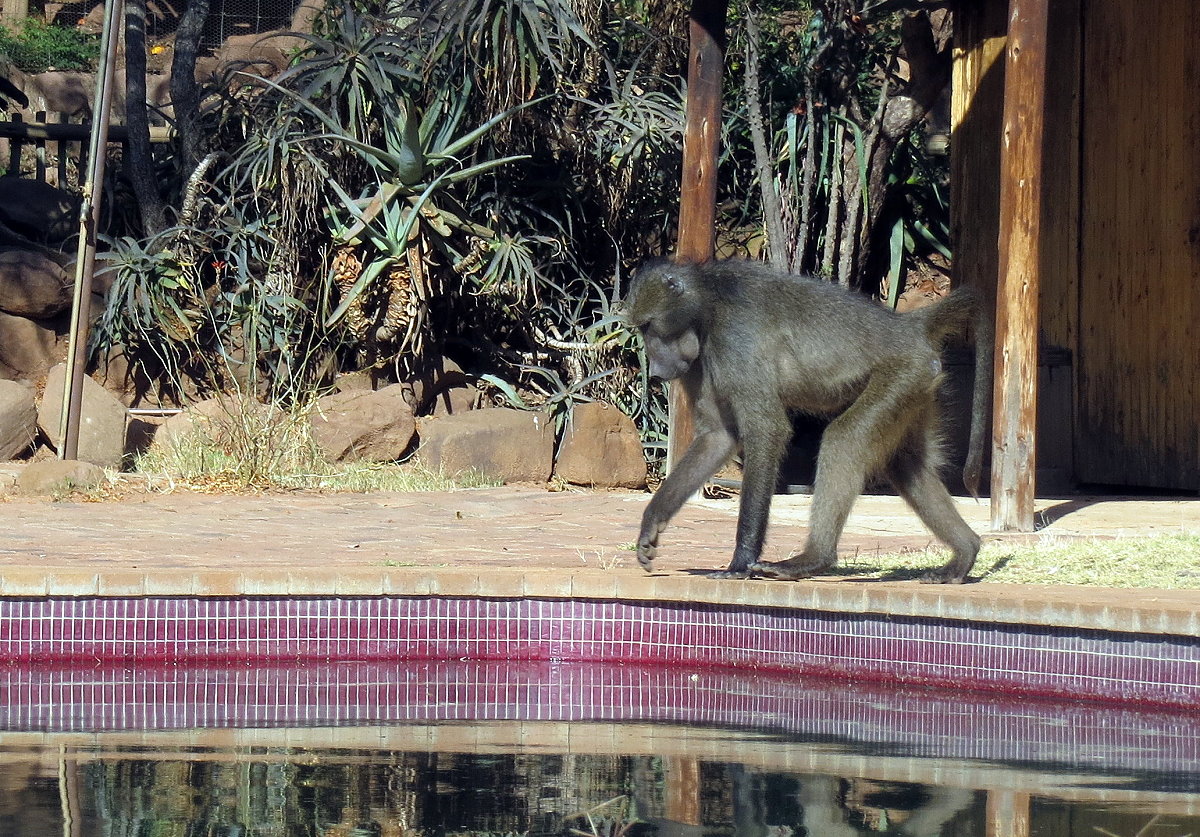 z02-01-baboon pool