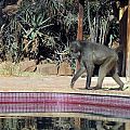 z02-01-baboon pool