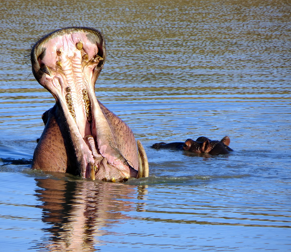 z05-07-hippos