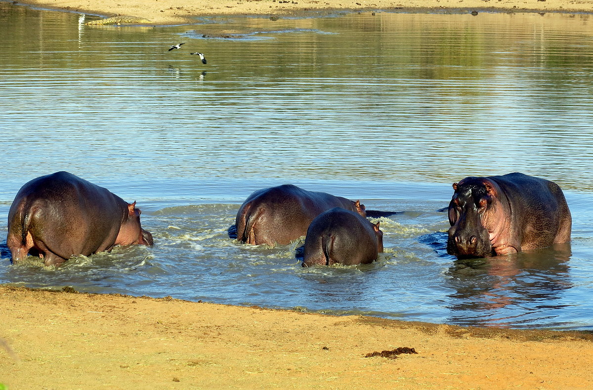 z05-11-hippos
