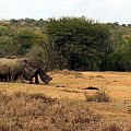 z07-13-rhinos