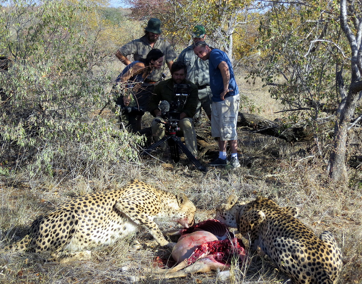 z07-38-cheetah hunt