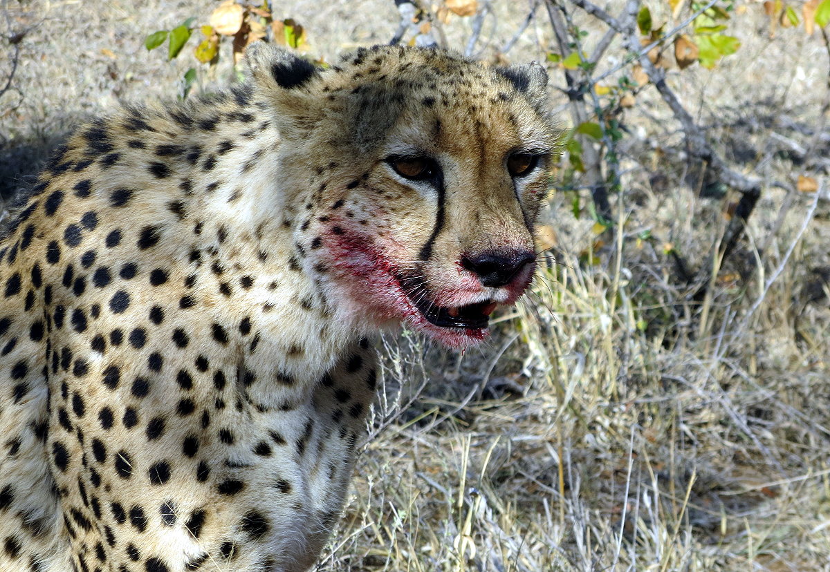 z07-40-cheetah hunt