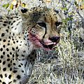 z07-40-cheetah hunt