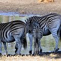 z12-09-zebra