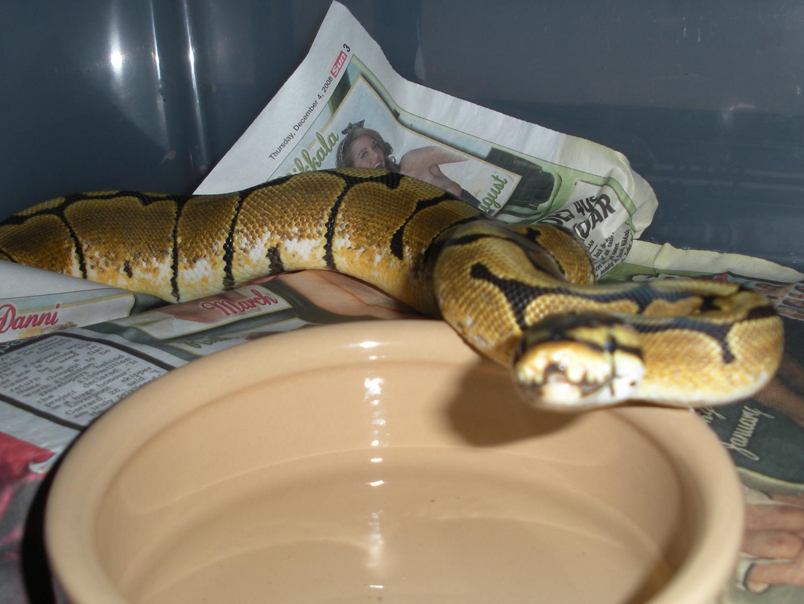 Spider Pos Het Albino 2