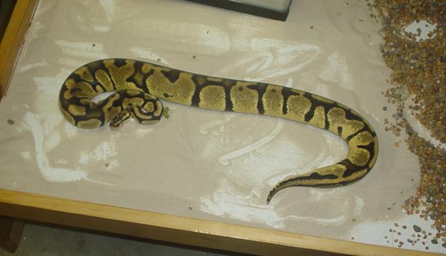 Newer Pastel Sub Adult
