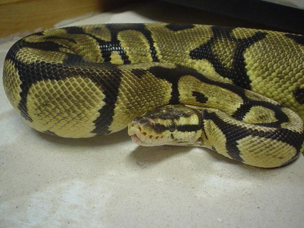 Newer Pastel Sub Adult
