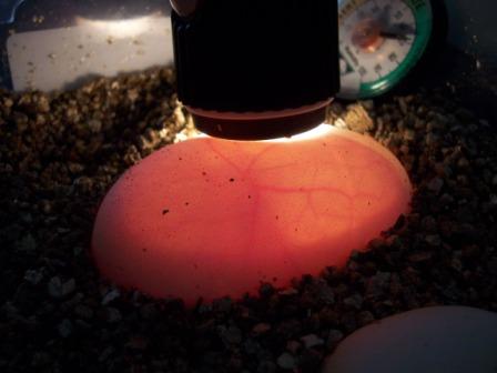 Candled Eggs