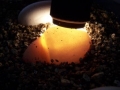 Candled Eggs