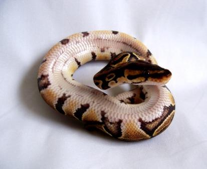 Abby - Aberrant Stripe Dinker