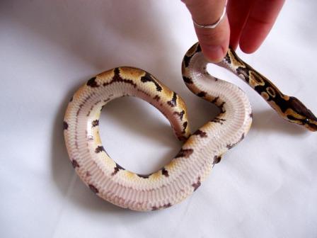 Abby - Aberrant Stripe Dinker