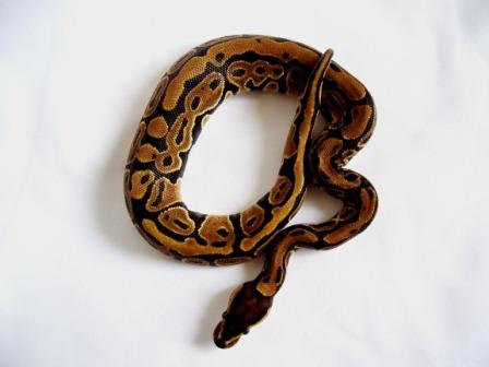 Abby - Aberrant Stripe Dinker