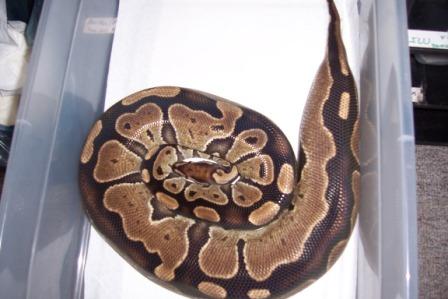 Gravid Girl Day Before Laying Clutch.
