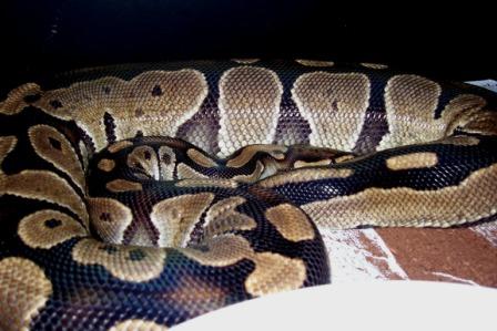 Ovulation - Poss Het Pied X 100% Het Pied 