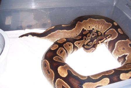 Gravid Girl Right Befor Laying Clutch.