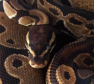 Het Vpi Axanthic