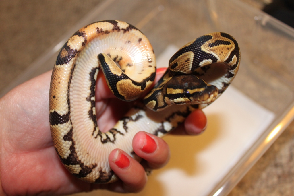 Female 50% Poss Het Pied