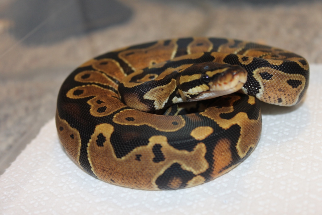 Female 50% Poss Het Pied