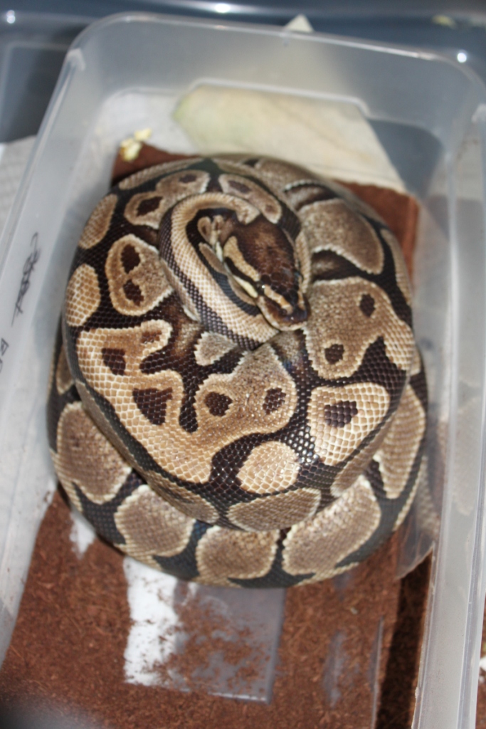 Clutch 2 - 2010