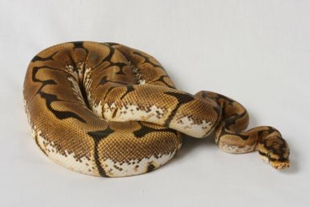 M.j. - Spider Female - High White