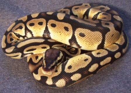 Honey - Female Pastel Bp