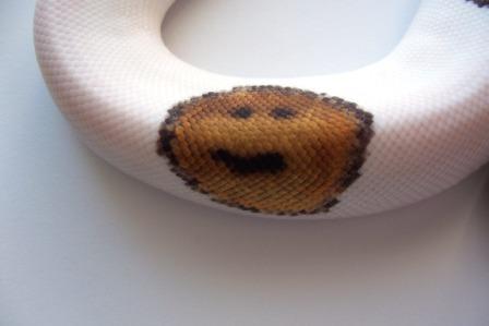 Male Pied - Smiley Face